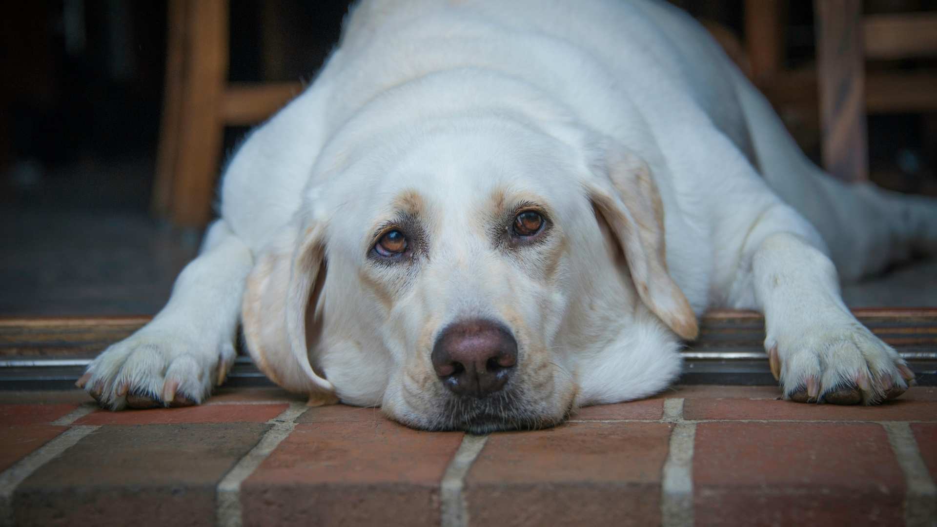 obesidad factor predisponente displasia de cadera